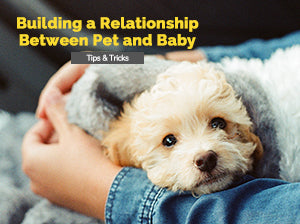 Building a Relationship Between Pet and Baby